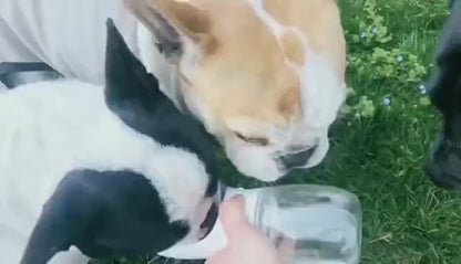 Portable Pet Water Bottle